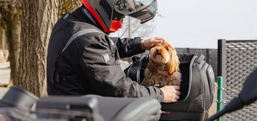 Con esta bolsa homologada de GIVI podrás viajar con tu perro en moto