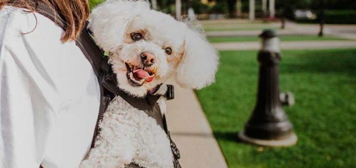 Cómo llevar a un perro en moto de forma segura y cómoda